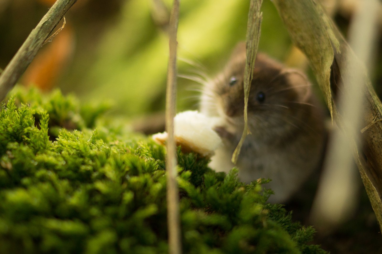 nature-animal-mouse-beautiful